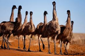 Emu Livestock